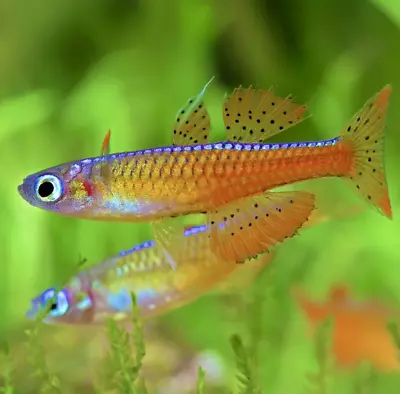 Red Neon Blue Eye Rainbow (Pseudomugil Luminatus) Dwarf Rainbowfish 1Cm • £7.58