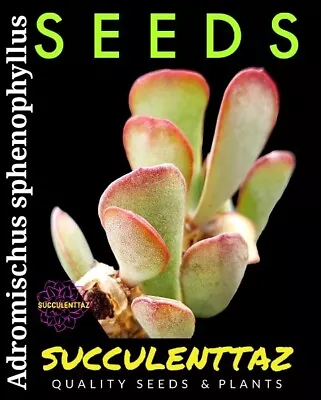 Adromischus Sphenophyllus 10 X Seeds Crassula Family SUCCULENT Cactus Collect • $8.90