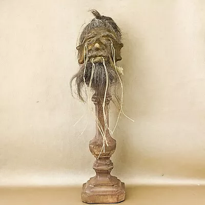 W190f Shrunken Head Reproduction Tsantsa By Local Tribesmen Oddities Curiosities • $124.99