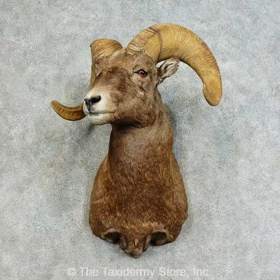 $4230 • Buy #16128 P | Bighorn Sheep Taxidermy Shoulder Mount For Sale