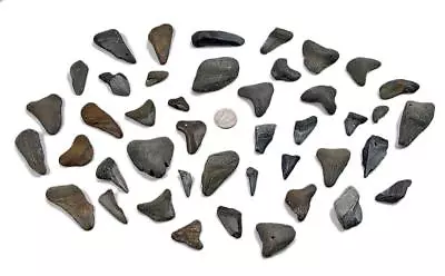 Large Lot Of 43 Prehistoric  MEGALODON  Sharks Tooth Teeth Florida Fossil • $49.99