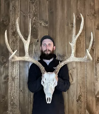 Dark Perfect 6x5 Mule Deer Antler Horn Fake Skull Mount Taxidermy Rack Man Cave • $149.99