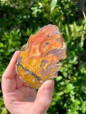 Coyamito Agate Geode From Mexico • $375