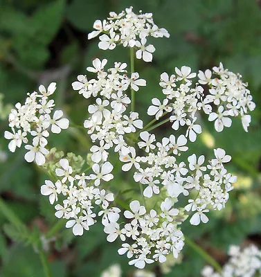 Cow Parsley - Anthriscus Sylvestris - 150 Seeds - Lovely Native Wildflower • £1.39