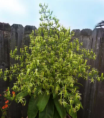 Musschia Wollastonii. Madeira Giant Bellflower. 20 Seeds • £3.99