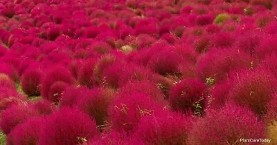 Rare Pink Purple Kochia Scoparia (Burning Bush Grass) - 50 Viable Seeds • £2.99