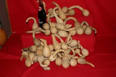 $50 • Buy Gourds 50  Long Handle Spoon   Gourds (  Cleaned And Dried  )