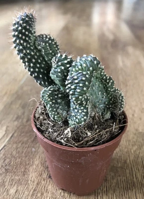 £5.95 • Buy Opuntia Fulgida Crested Cristata | Cactus Succulent | 6cm Pot | Plant |  | Rare