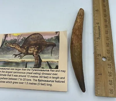Spinosaurus 5 1/8”Tooth Dinosaur Fossil RARE Pre-maxillary Tooth AC4 • £197.11