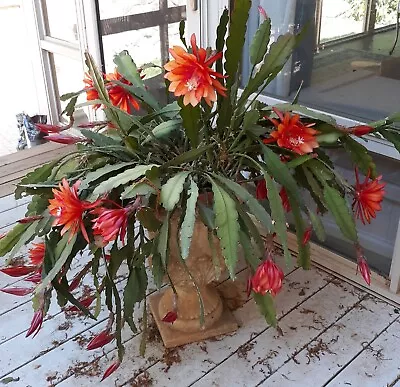 Rooted Epiphyllum Wild Orchid Cactus Large Red Blooms With Orange Under-tones • $19.95