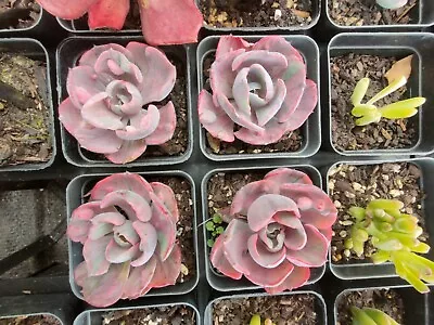 Echeveria Beyonce Rainbow Variegated Rare 7cm Diameter One Head Plant Only • $60