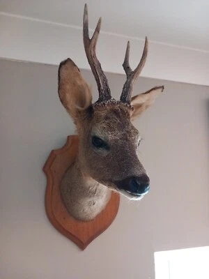 £195 • Buy Taxidermy Roe Deer Head Mount With Antlers 