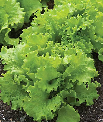 Lettuce Seeds Black Seeded Simpson Lettuce Seeds NON-GMO 1000 Seeds • $1.99