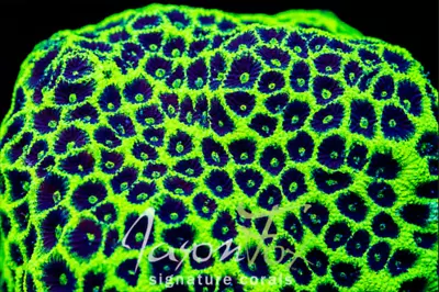 Cornbred Presents Jason Fox's Glowstick Favia - Frag - LIVE CORAL • $39.99