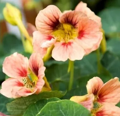 PICK & MIX Premium NASTURTIUM Flower Seeds ICE-CREAM SUNDAE Butterfly BEE LOVE • £2.25
