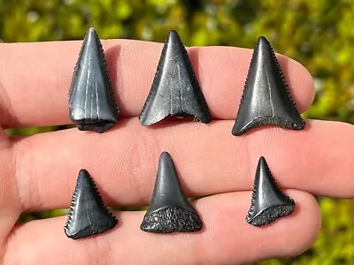 Fossil Great White Sharks Teeth LOT OF 6 Megalodon Age South Carolina Shark • $39.99