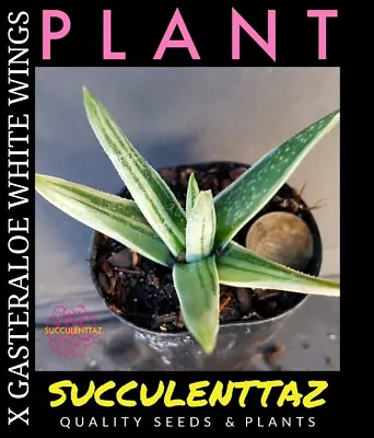 X GASTERALOE WHITE WINGS VARIEGATED Gasteria Aloe HYBRID Succulent Cactus Cacti  • $12