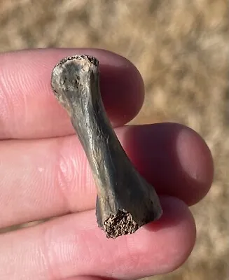 Florida Fossil Turtle Toe Bone Pleistocene Mammoth Age Bone Snapping Turtle • $16.99