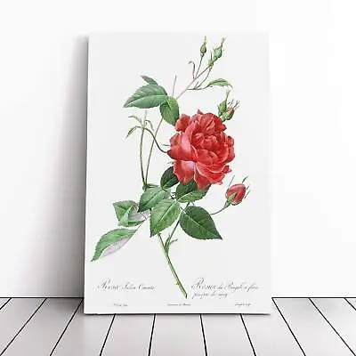 £22.95 • Buy Blood-Red Bengal Rose Pierre-Joseph Redoute Canvas Wall Art Framed Print Picture