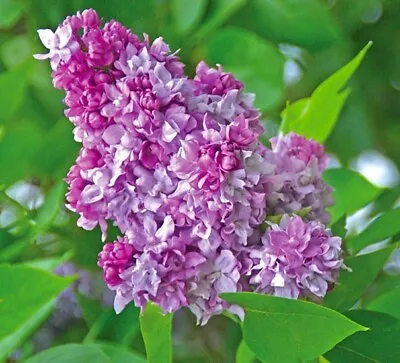 Syringa Lilac Katherine Havemeyer 2lt Pot Fragrant Shrub/tree Lilac-pink Flowers • £14.99