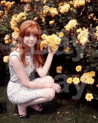 Jane Asher 10x8 Photo • £3.99