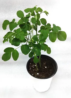 2 Moringa Rooted Live Plants And 10 Extra Seed • $12.75