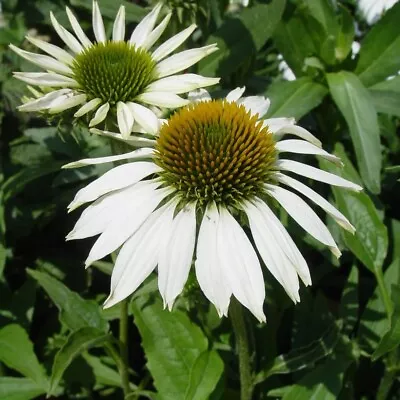 3x Echinacea Perennial Plant Plugs Lucky Star White Flowers Hardy Coneflower • £9.95