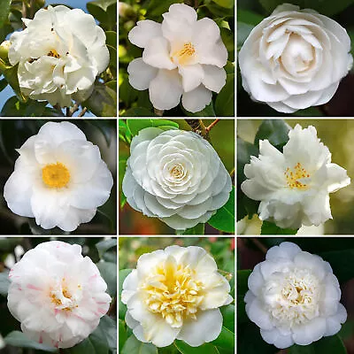 White Camellia Shrub | Vibrant Evergreen Potted Outdoor Garden Ready Plant • £11.99