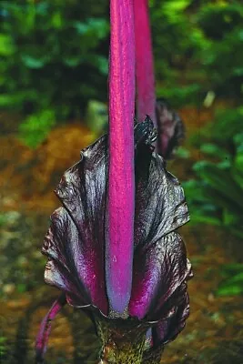 Amorphophallus Konjac Set Of 5 Small To 2nd Year Bulbs Tubers Corms 1- 3yr Albus • $4.50