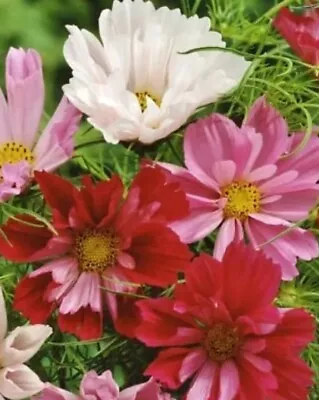 8x COSMOS BIPINNATUS SEASHELLS MIX  (ORGANIC) Plug Plants Preorder  FREE P&P • £9.75