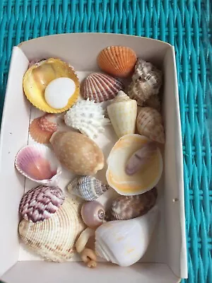 Sea Shells From Florida • $6.50