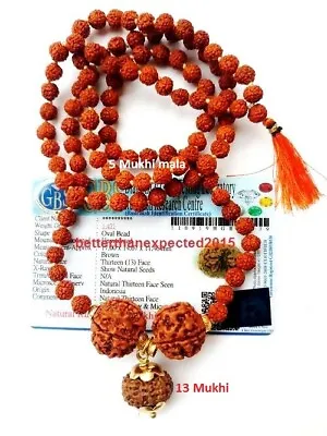 13 Mukhi Rudraksh / Thirteen Face Rudraksha In 5 Mukhi Rudraksha Mala ~Certified • $28.90