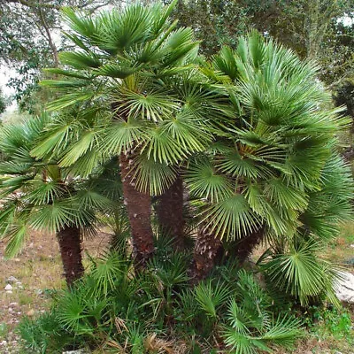 Chamaerops Humilis - 10 Seeds - Mediterranean Fan Palm • £2.75