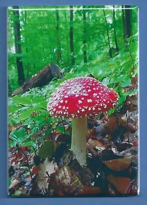 Mushrooms *2x3 Fridge Magnet* Fungus Portobella Spores Morels Truffles Forest • $8.95