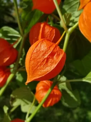 Chinese Lantern Seeds - Perennial Flower - Ideal For Containers/Smaller Gardens • £1.59