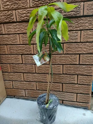 $65 • Buy Grafted Glenn Mango