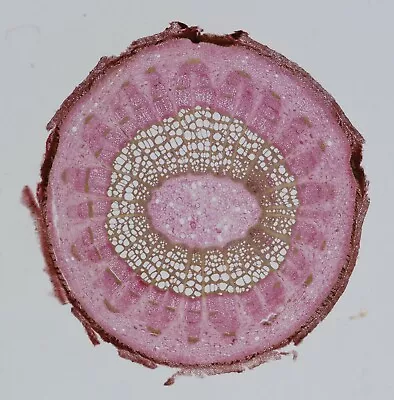 A.C.Cole Antique Microscope Slide. Section Of Virginia Creeper Stem • $12.63