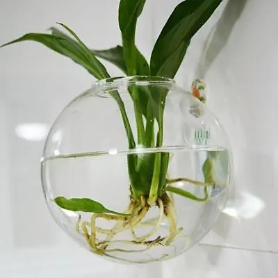 Wall Mounted Fish Tank Bowl Bubble Aquarium Hanging Goldfish Bet Terrarium G2Q8 • $8.04