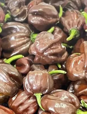 Chocolate Habanero Pepper Seeds | Hot | Organic • $2.49
