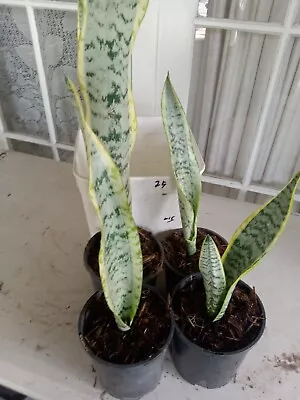 Snake Plants Mother In Laws Tongue Plants Sansevieria Green • $9.99