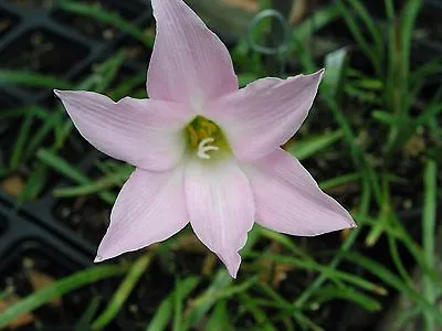 Rain Lily Habranthus Robustus 'Russell Manning' 4 Bulbs RARE Zephyranthes • $18