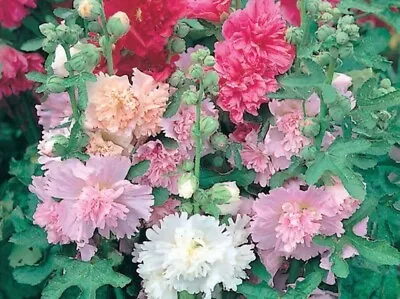 3 X Hollyhock Majorette Plug Plants • £2.49