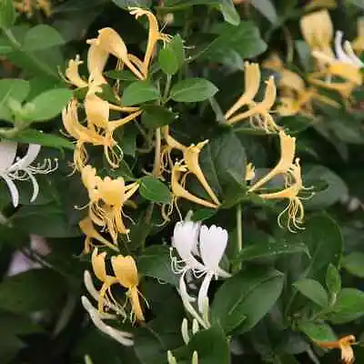£99 • Buy 2x Lonicera Japonica 'Halliana'  XXL Jumbo Plug Plants Honeysuckle Hardy Shrub