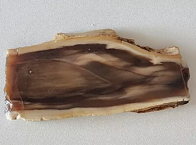 Petrified Wood Lapidary Slab McDermitt 100 Grams • $24