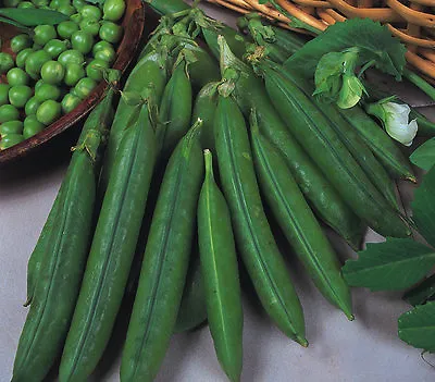 £4.39 • Buy Sweet,garden Peas, Douce Provence,seeds, Bulk  Amounts,winter,autumn,spring 