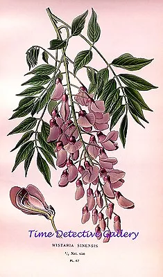 £7.18 • Buy Botanical Illustration Of Wisteria Sinensis  - Historic Art Print
