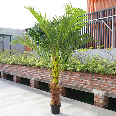 Large Artificial 180cm 6ft Areca Palm Tree Home Office Conservatory Potted Plant • £99.95