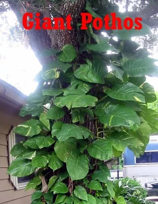 BUY 1 GET 1 FREE !! Cutting Climbing Giant Pothos Philodendron Money Tree PLANTS • $17.50