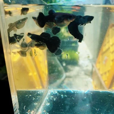 $25.95 • Buy 1 Trio - Full Black Guppy - High Quality Live Guppy Fish US Seller