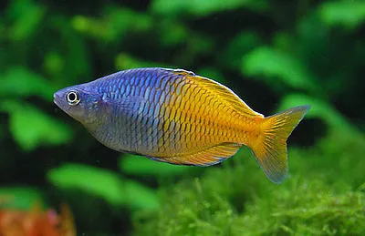 Boesemani Rainbowfish Melanotaenia Boesemani   • £5.50